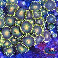 Green Bay Packers Zoa 10-15 Polyps Colony Zoa
