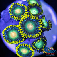 Green Bay Packers Zoa 10-15 Polyps Colony Zoa
