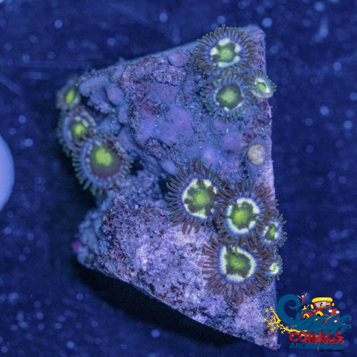 Green Stargazer Zoa (6-10 Polyps) Zoa