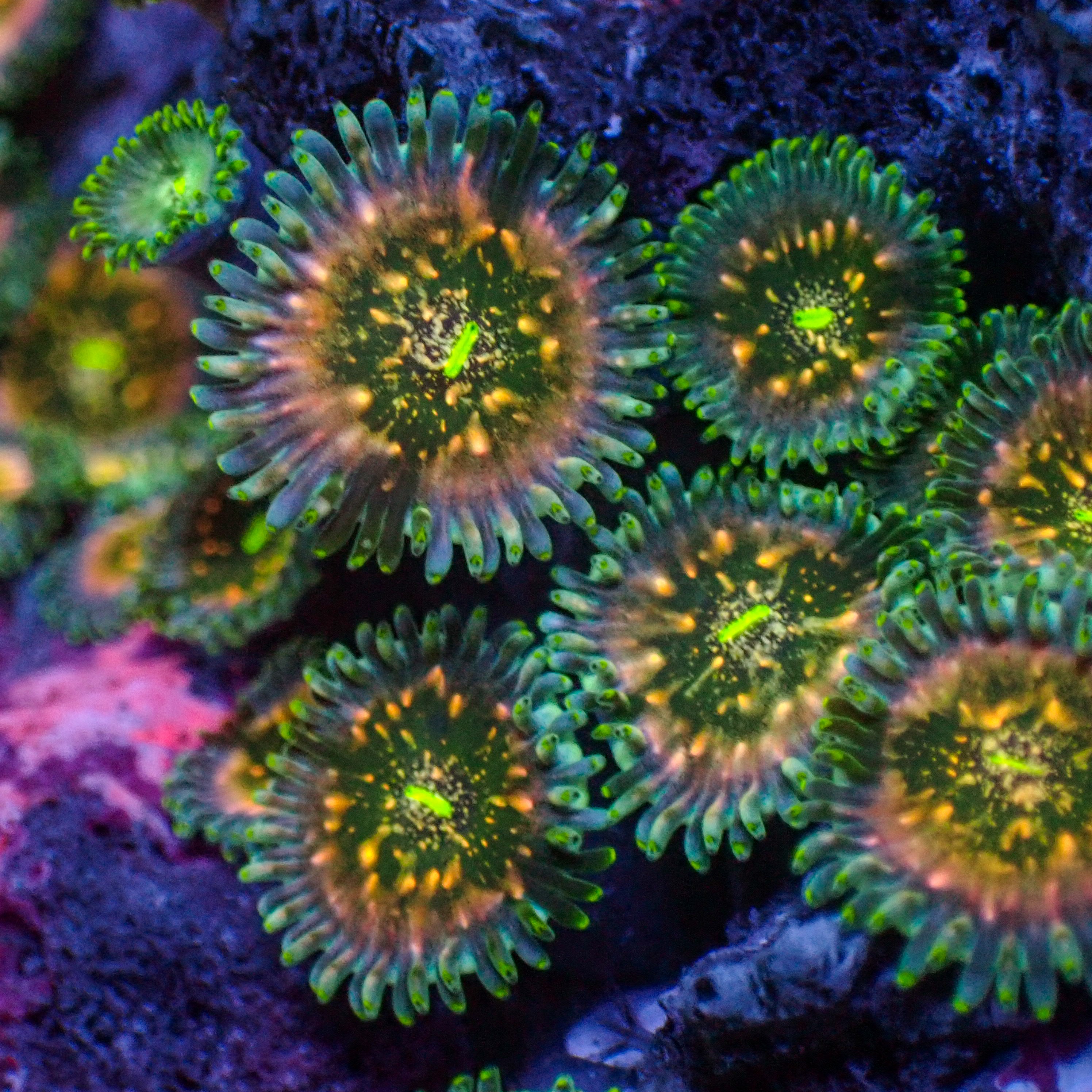 Hawaiian People Eater Zoa (5-10 Polyps Colony)