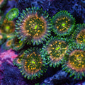 Hawaiian People Eater Zoa (5-10 Polyps colony) 1