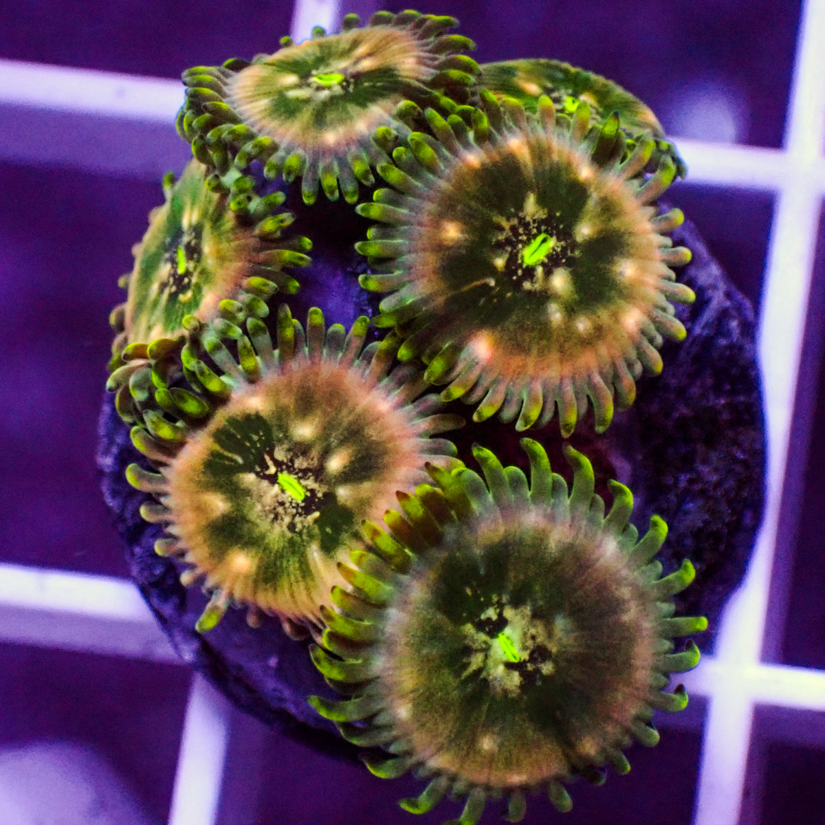 Hawaiian People Eater Zoa (5-10 Polyps colony) 2