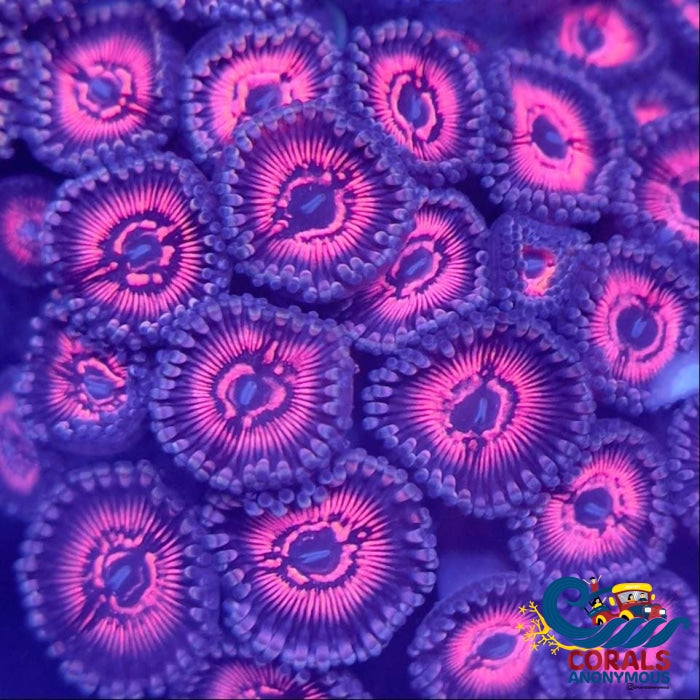 Hawt Pink Zoa (10-15 Polyps Colony) Zoa
