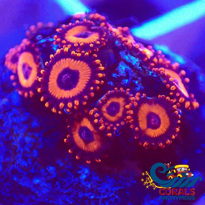 Kedd Reds Zoa 10-15 Polyps Colony Zoa