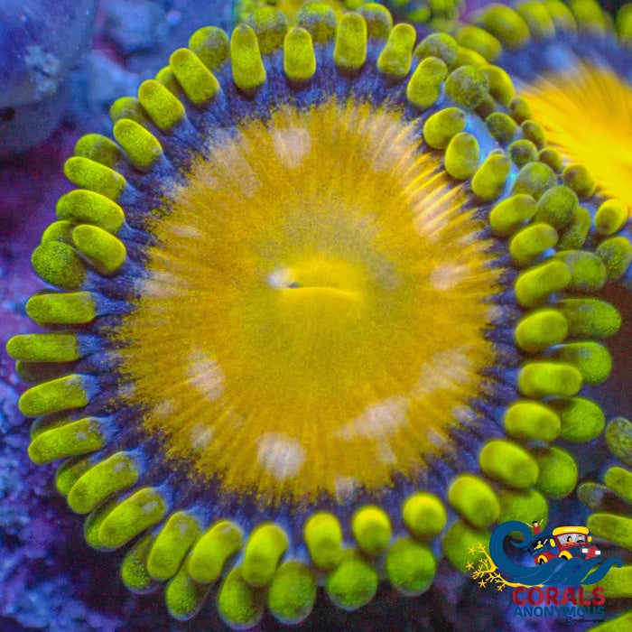 King Midas Zoa (5-8 Polyps) Zoa