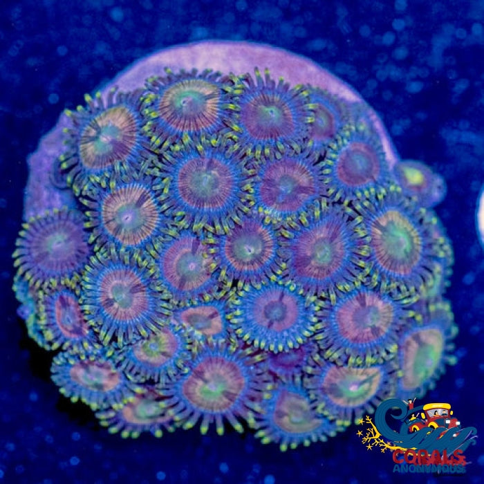 Lucky Leprechaun Zoa 6-10 Polyps Colony Zoa