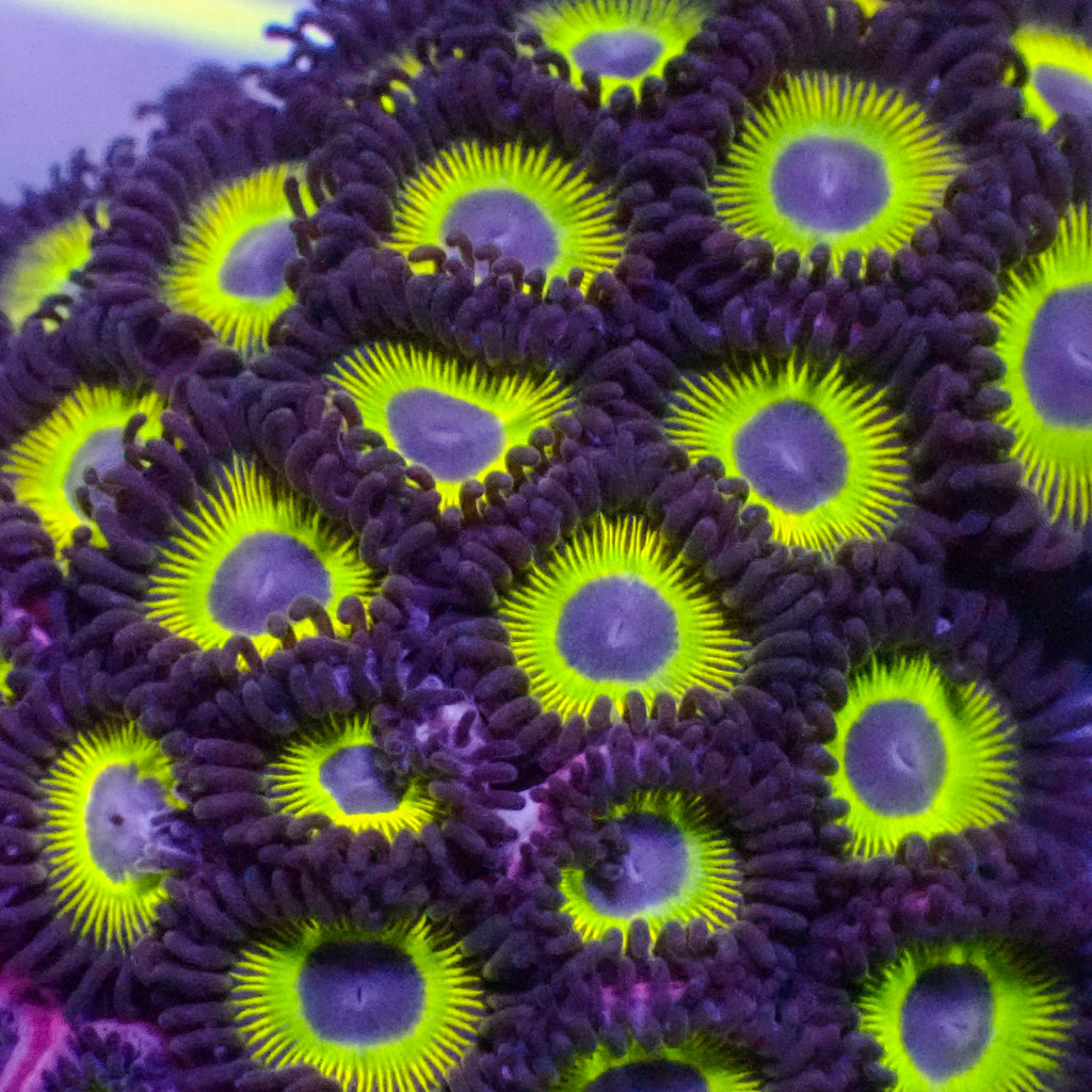 Mean Green Zoa (10-15 Polyps colony)