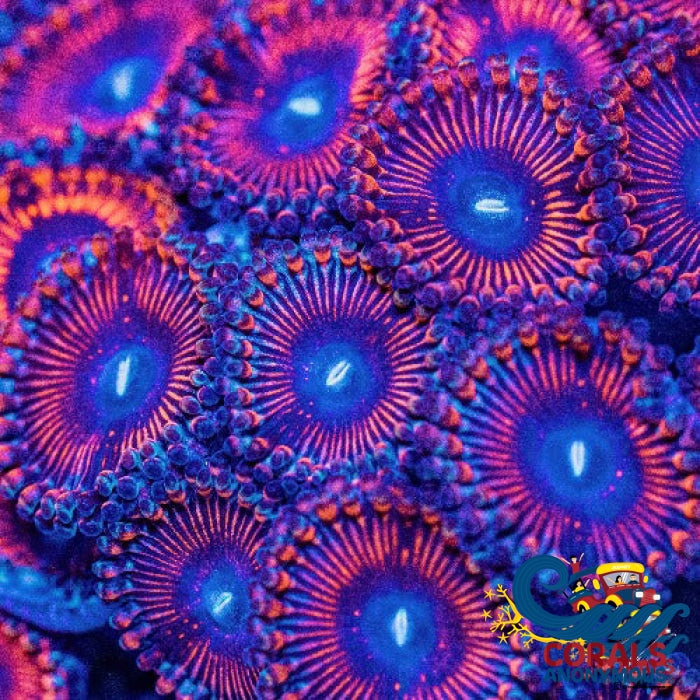 Metallic Red Zoa 10-15 Polyps Colony Zoa