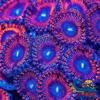 Metallic Red Zoa 10-15 Polyps Colony Zoa