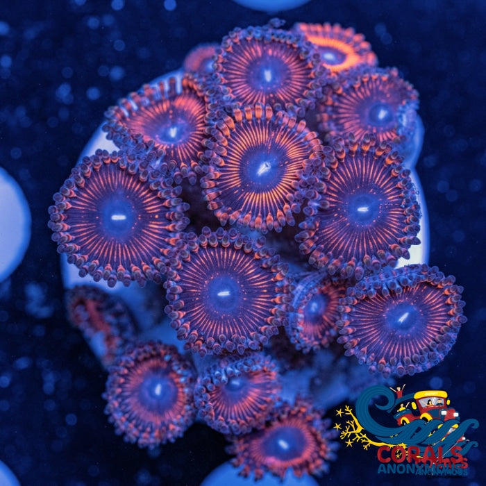 Metallic Red Zoa 10-15 Polyps Colony Zoa