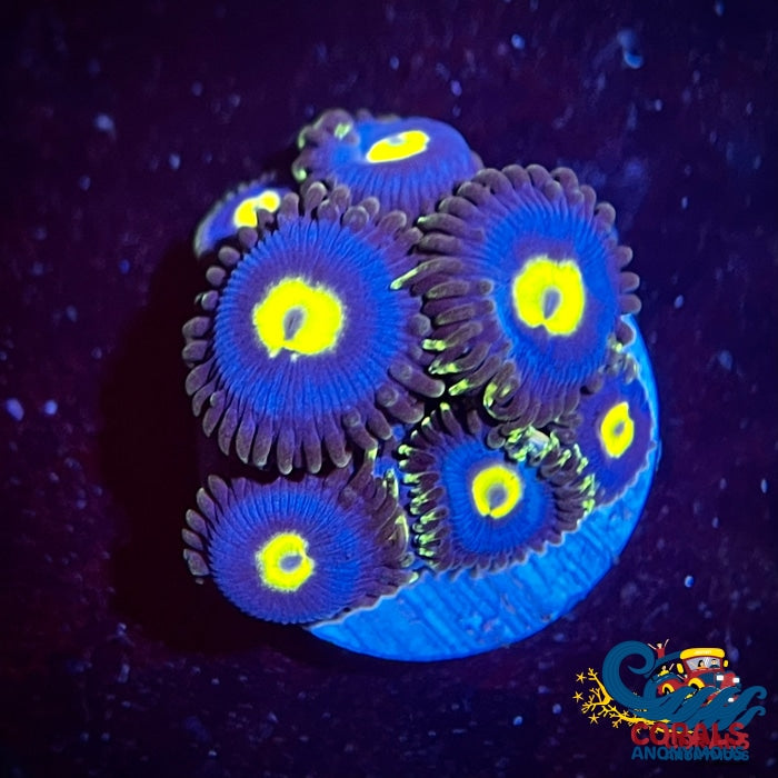 Mystique Zoa (6-10 Polyp colony)