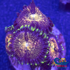 Nirvana Zoa (2-3 Polyps) Zoa