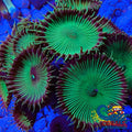 Nuclear Green Paly 10-15 Polyps Colony Zoa