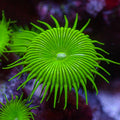 Nuclear Green Paly (5-10 Polyps colony)