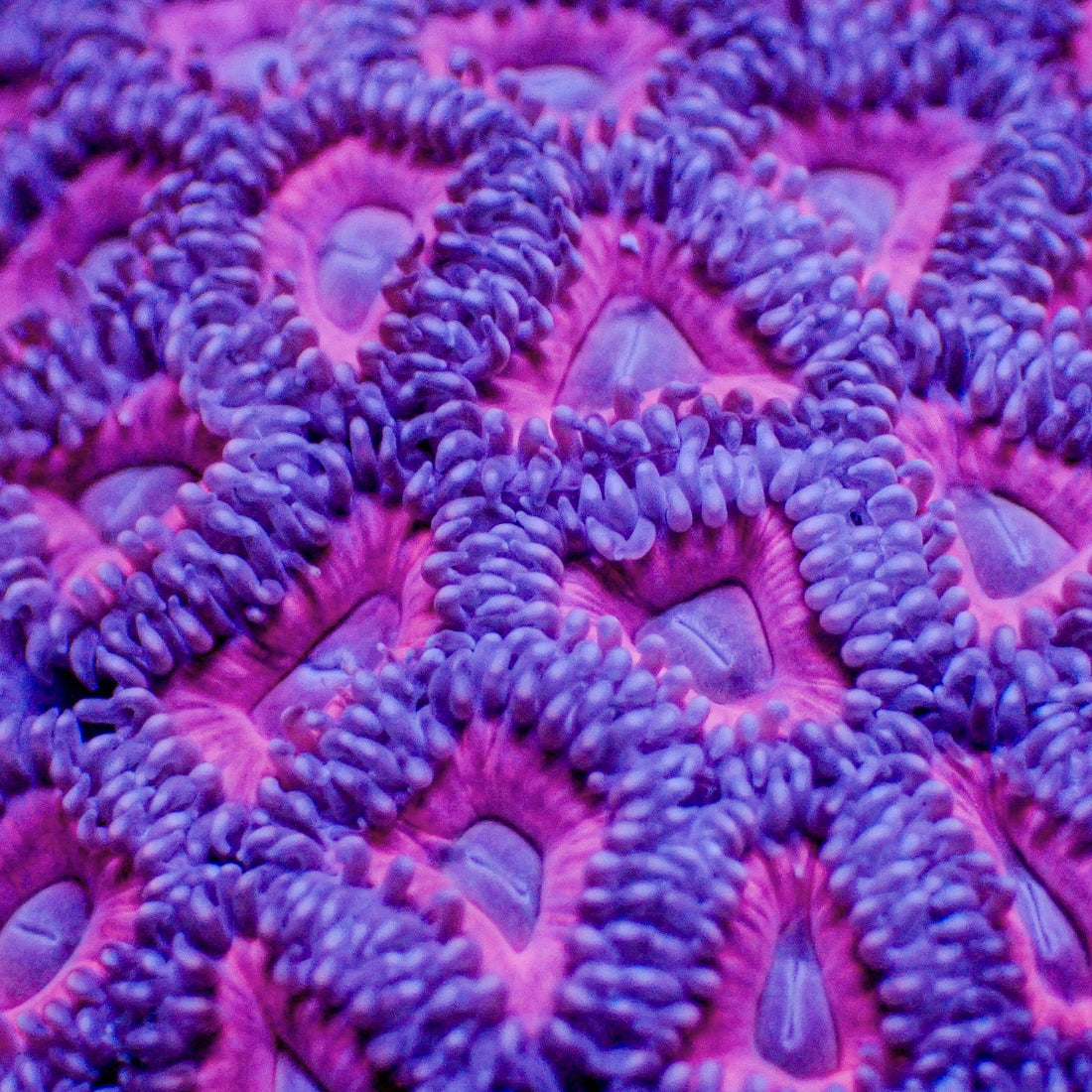 Pink Eye Zoa (10-15 Polyps colony) - Corals Anonymous