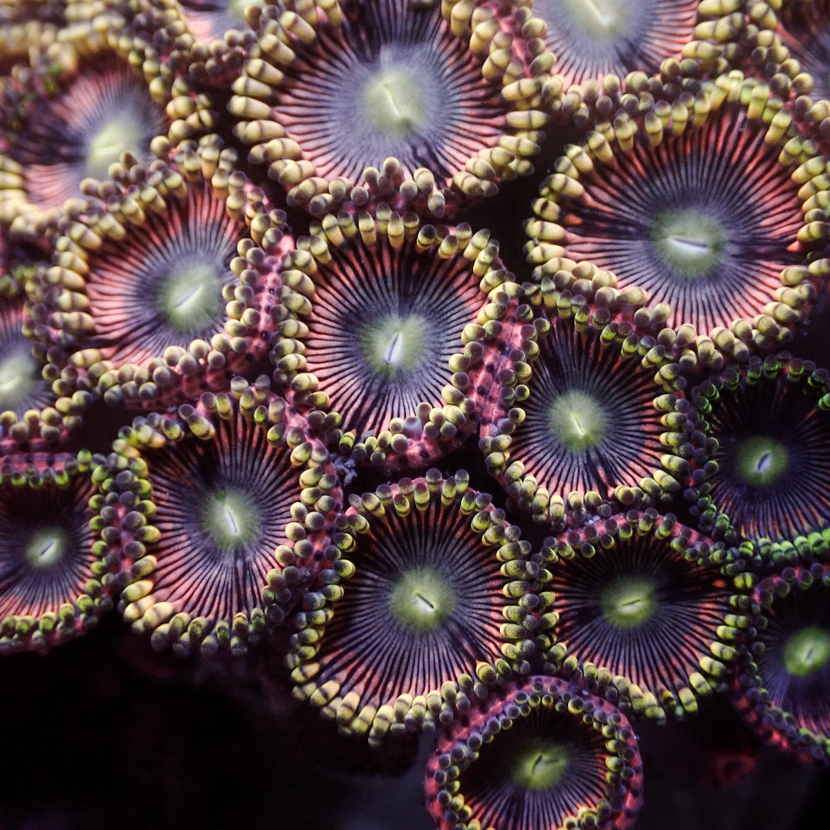 Pink Mistress Zoa (10-15 Polyps colony) - Corals Anonymous