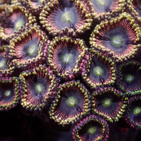 Pink Mistress Zoa (10-15 Polyps colony) - Corals Anonymous
