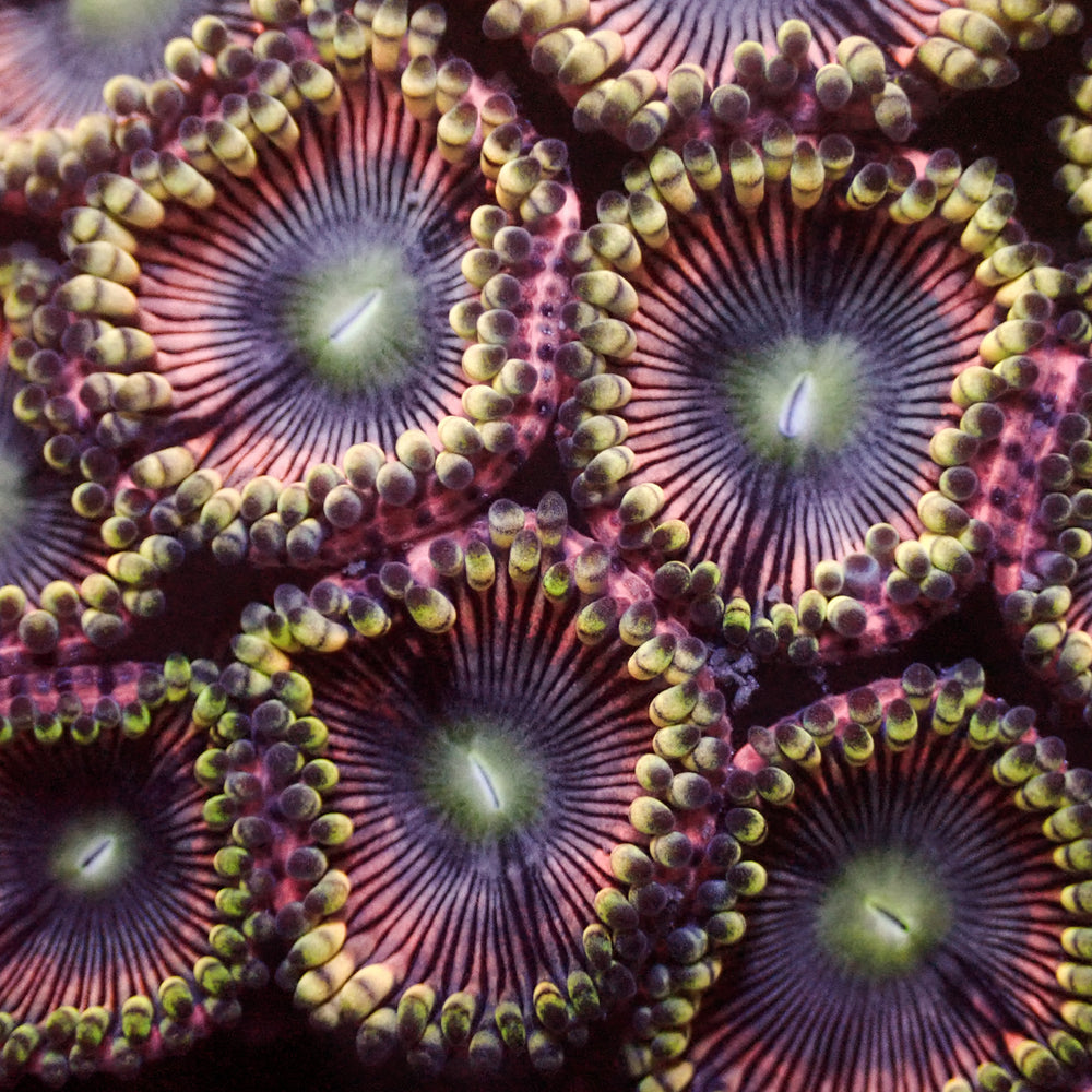 Pink Mistress Zoa (10-15 Polyps colony) - Corals Anonymous