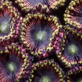 Pink Mistress Zoa (10-15 Polyps colony) - Corals Anonymous