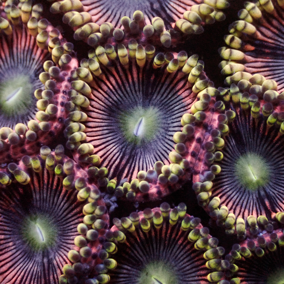 Pink Mistress Zoa (10-15 Polyps colony) - Corals Anonymous