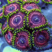 Pink Rapture Zoa (10-15 Polyps colony) - Corals Anonymous