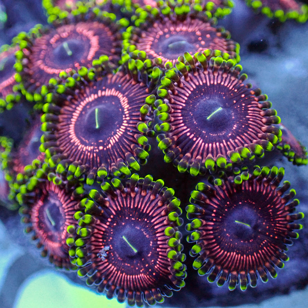 Pink Rapture Zoa (10-15 Polyps colony) - Corals Anonymous