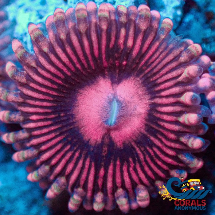 Pink Sakura Zoa (2-3 Polyps) | Corals Anonymous