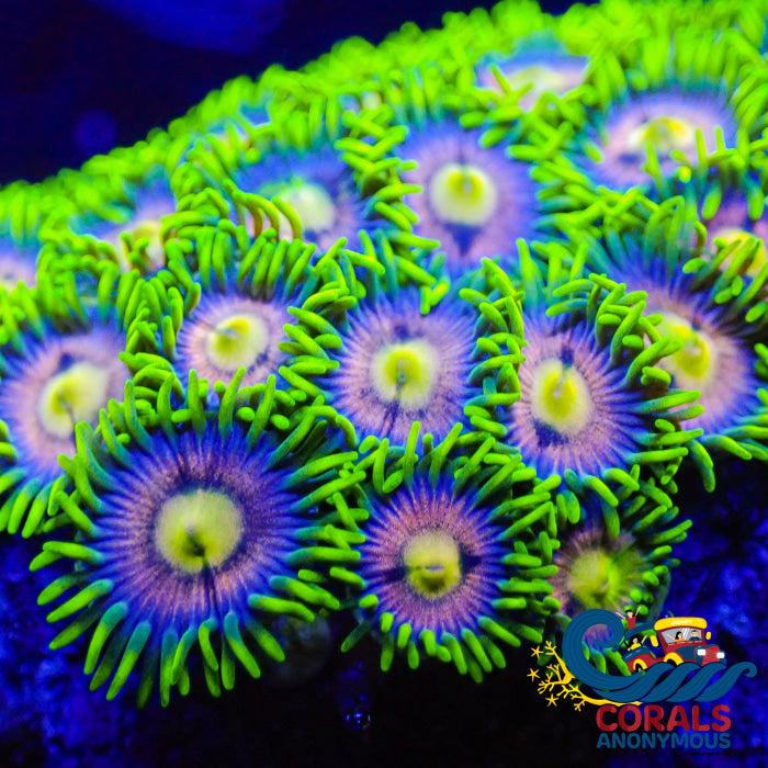 Pink Shamrock Zoa (8-12 Polyps Colony) Zoa