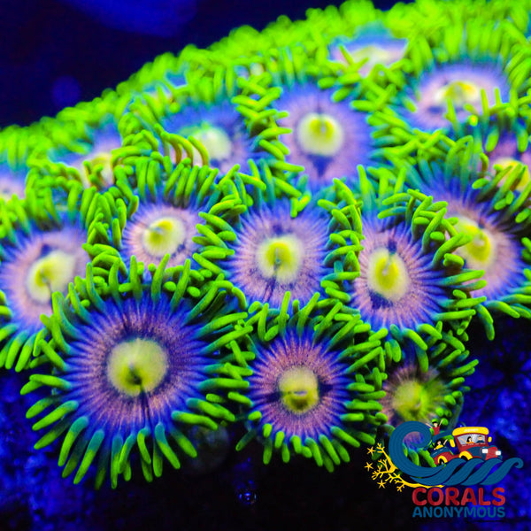 Pink Shamrock Zoa (5-8 Polyps colony) | Corals Anonymous
