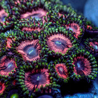 Pink Wink Zoa (10-15 Polyps colony) - Corals Anonymous