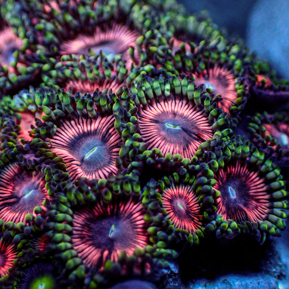 Pink Wink Zoa (10-15 Polyps colony) - Corals Anonymous