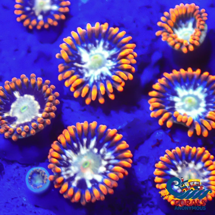 Psycho Splash Zoa (10-15 Polyps)