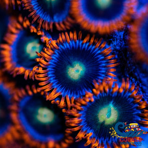 Psycho Venom Zoa (10-15 Polyps colony) - Corals Anonymous