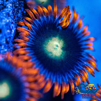 Psycho Venom Zoa (10-15 Polyps colony) - Corals Anonymous