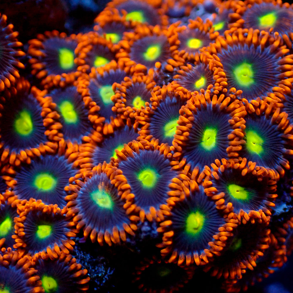 Psycho Venom Zoa (10-15 Polyps colony) - Corals Anonymous