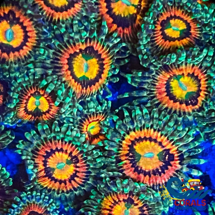 Rainbow Incinerator Zoa (2-3 Polyps) Zoa