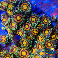 Rainbow Incinerator Zoa (2-3 Polyps) Zoa
