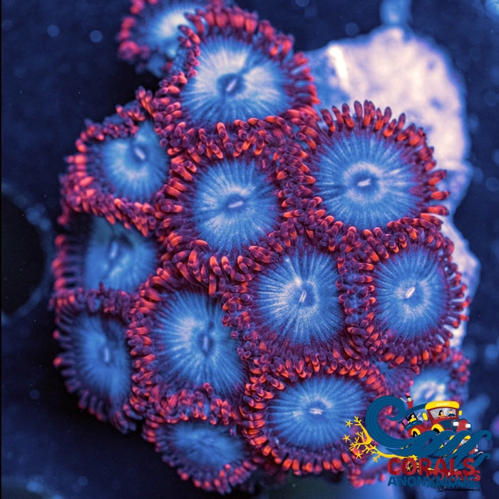 Spider-Man Zoa 10-15 Polyps Colony Zoa