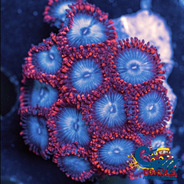 Spider Man Zoa (10-15 Polyps colony) | Corals Anonymous