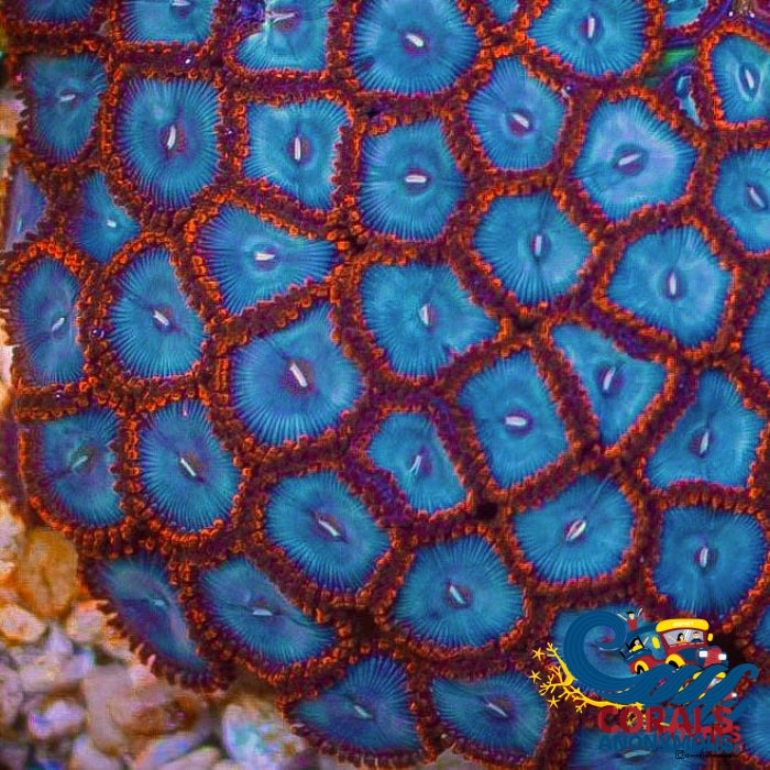 Spider Man Zoa (10-15 Polyps colony) | Corals Anonymous