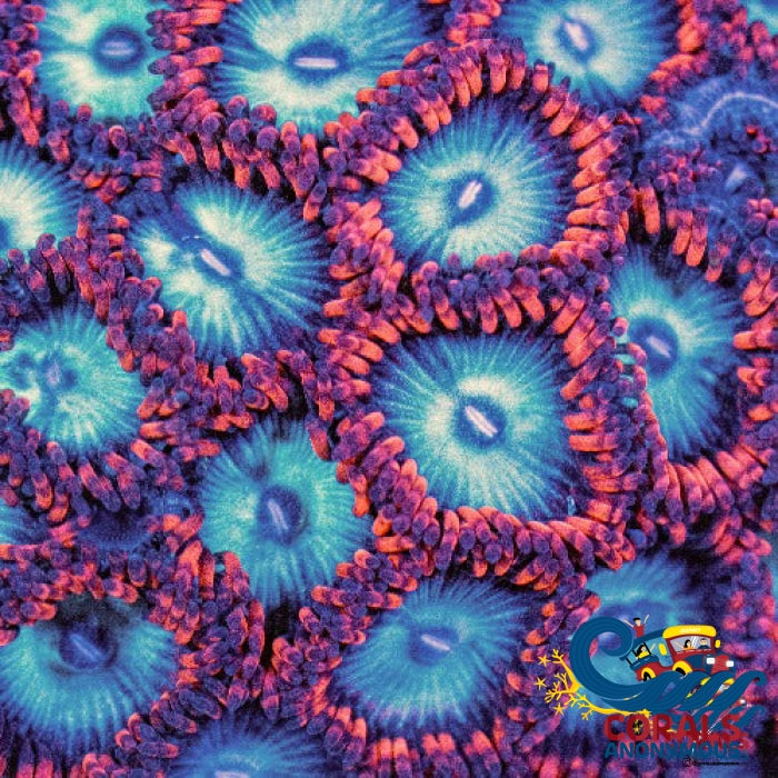 Spider Man Zoa (10-15 Polyps colony) | Corals Anonymous