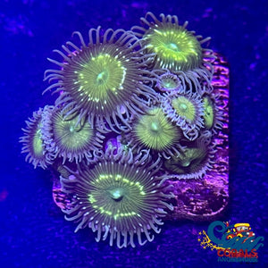 Toxic Green Patterned Paly 10-15 Polyps Colony Zoa