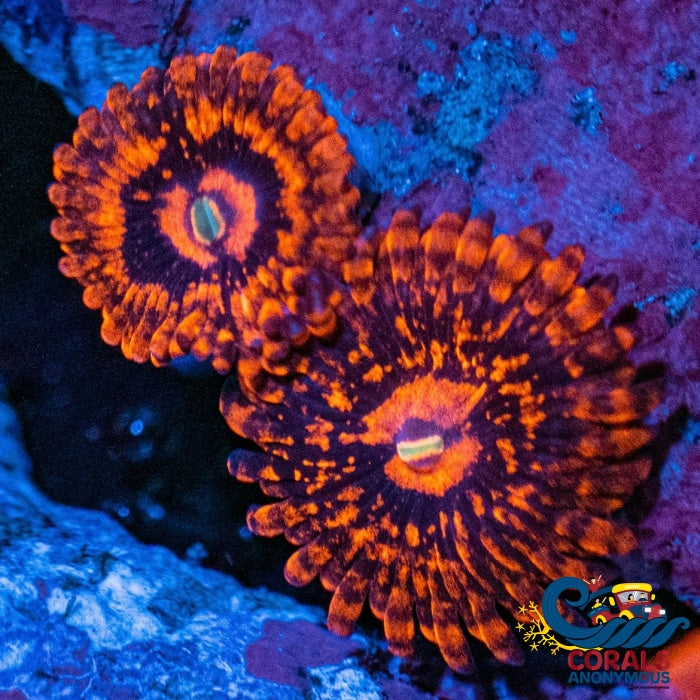 Utter Chaos Zoa (2-3 Polyps) Zoa
