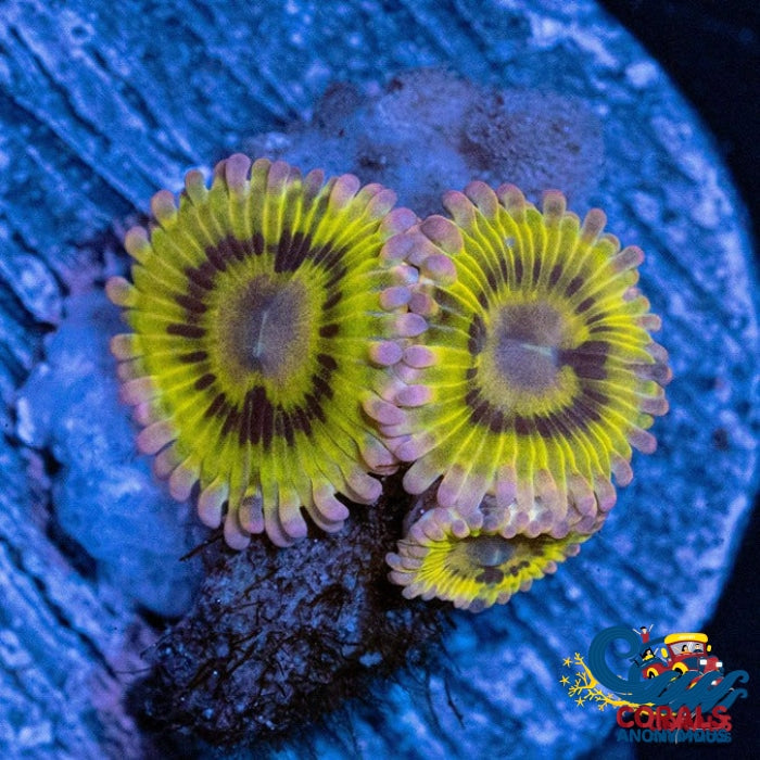 Pink Chiquita Zoa (Priced Per Polyp) Zoa