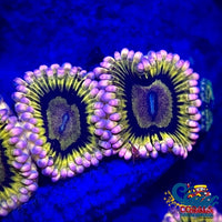 Pink Chiquita Zoa (Priced Per Polyp) Zoa
