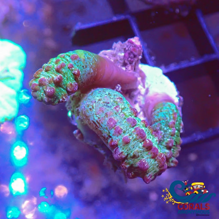 Snake Polyp Zoa