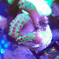 Snake Polyp Zoa