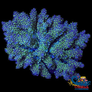 Dark Blue Acropora With Neon Green Tips (1 Frag) Acropora