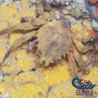 Ready Decorator Crab (3-4) (Schizophrys Aspera) Crab
