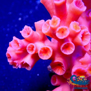 Dendrophyllia Branching Red Sun Coral (15+ Polyps) Suncoral